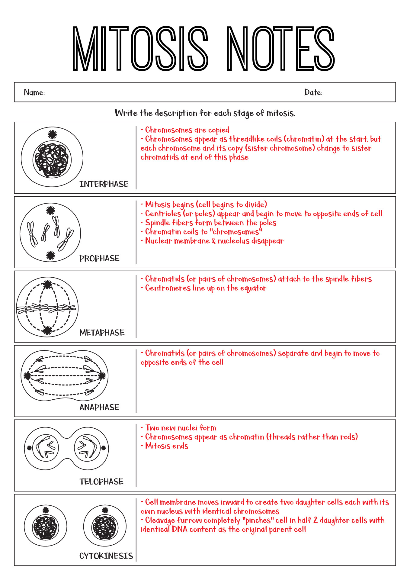 13 Best Images Of Identify Stages Of Mitosis Worksheet Meiosis And 13 Best Images Of Identify Stages Of Mitosis Worksheet Meiosis And