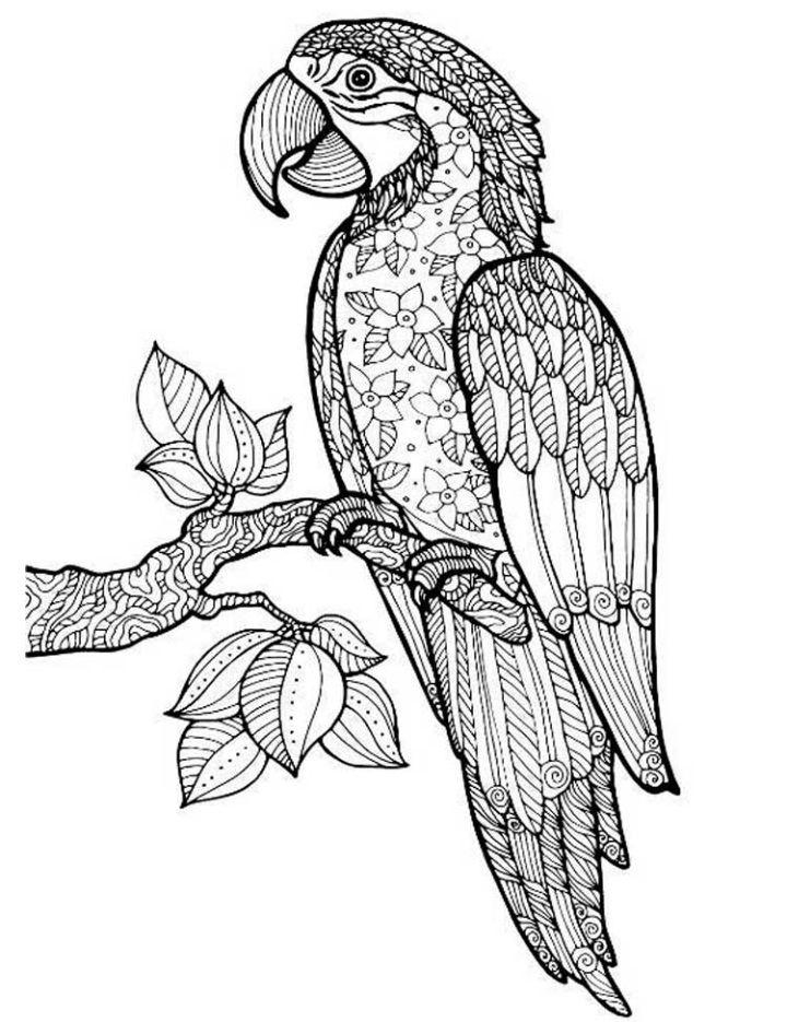 25 Free Parrot Coloring Pages For Kids And Adults 25 Free Parrot Coloring Pages For Kids And Adults