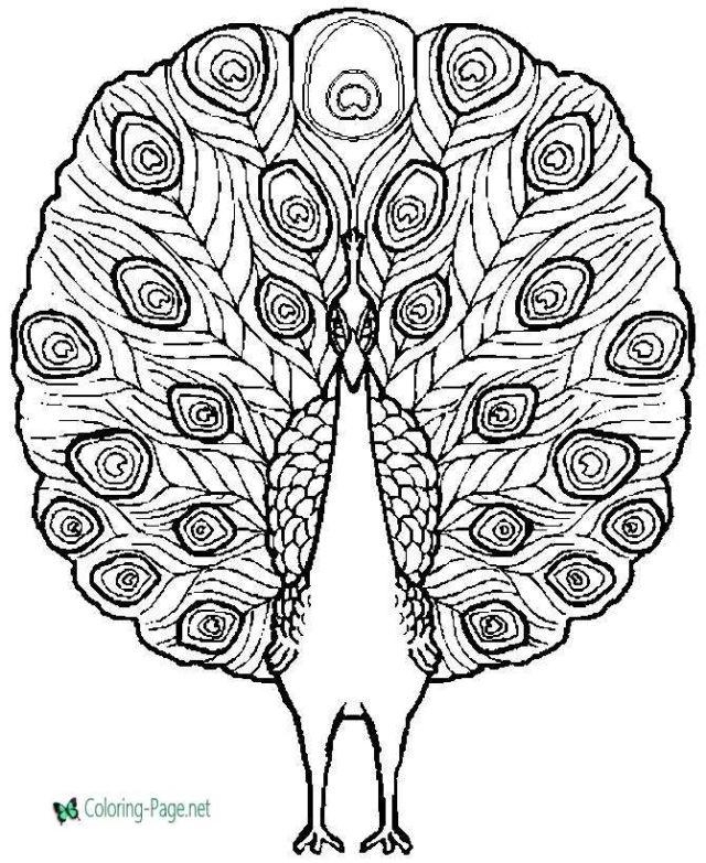 25 Free Peacock Coloring Pages For Kids And Adults