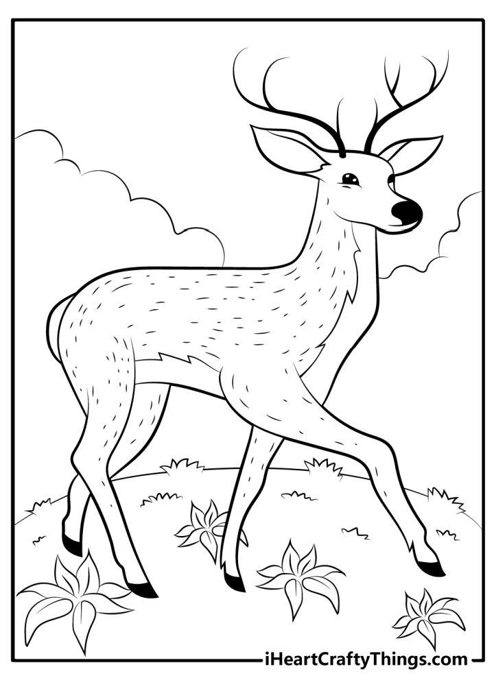 25 Free Printable Deer Coloring Pages For Kids Blitsy