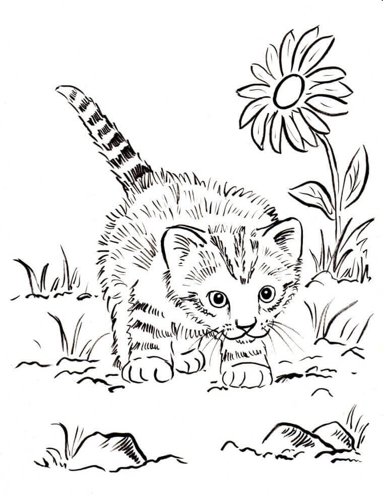 30 Free Printable Kitten Coloring Pages Kitty Coloring Sheets 