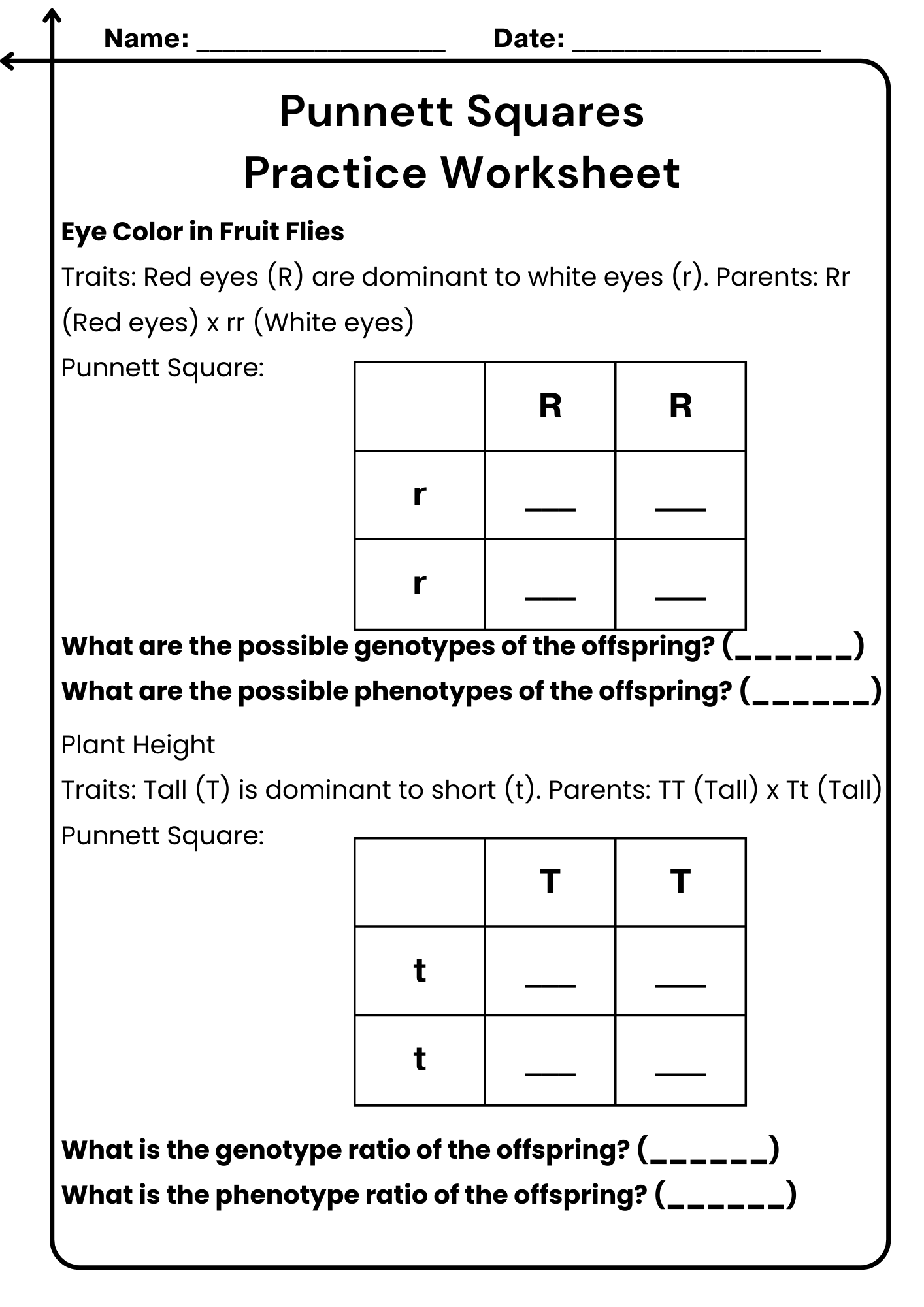 40 Punnett Square Practice Worksheet To Download In PDF