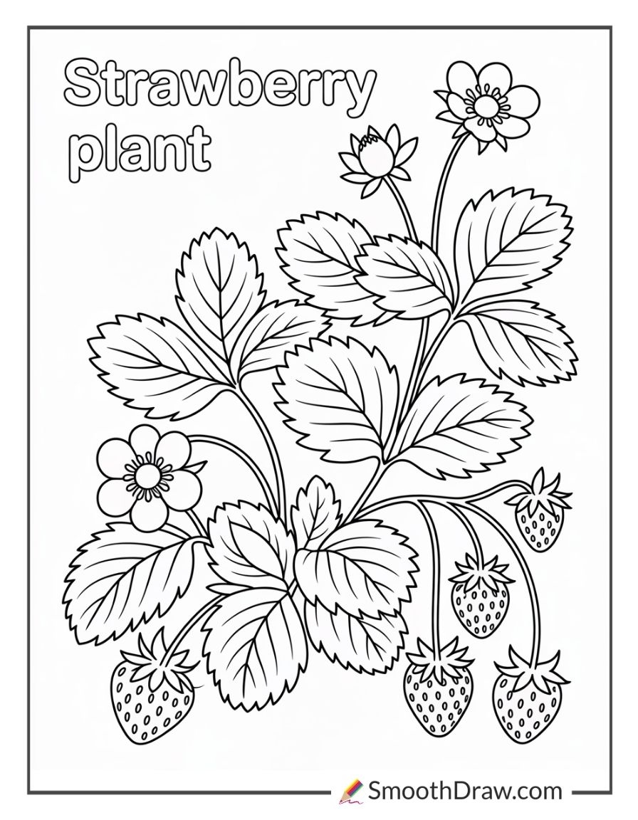 40 Strawberry Coloring Pages Smooth Draw