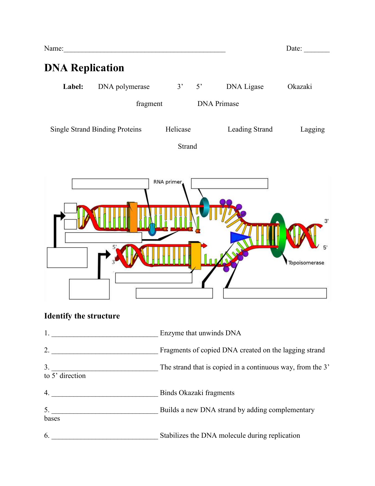 42 Dna Replication Diagram Worksheet 42 Dna Replication Diagram Worksheet