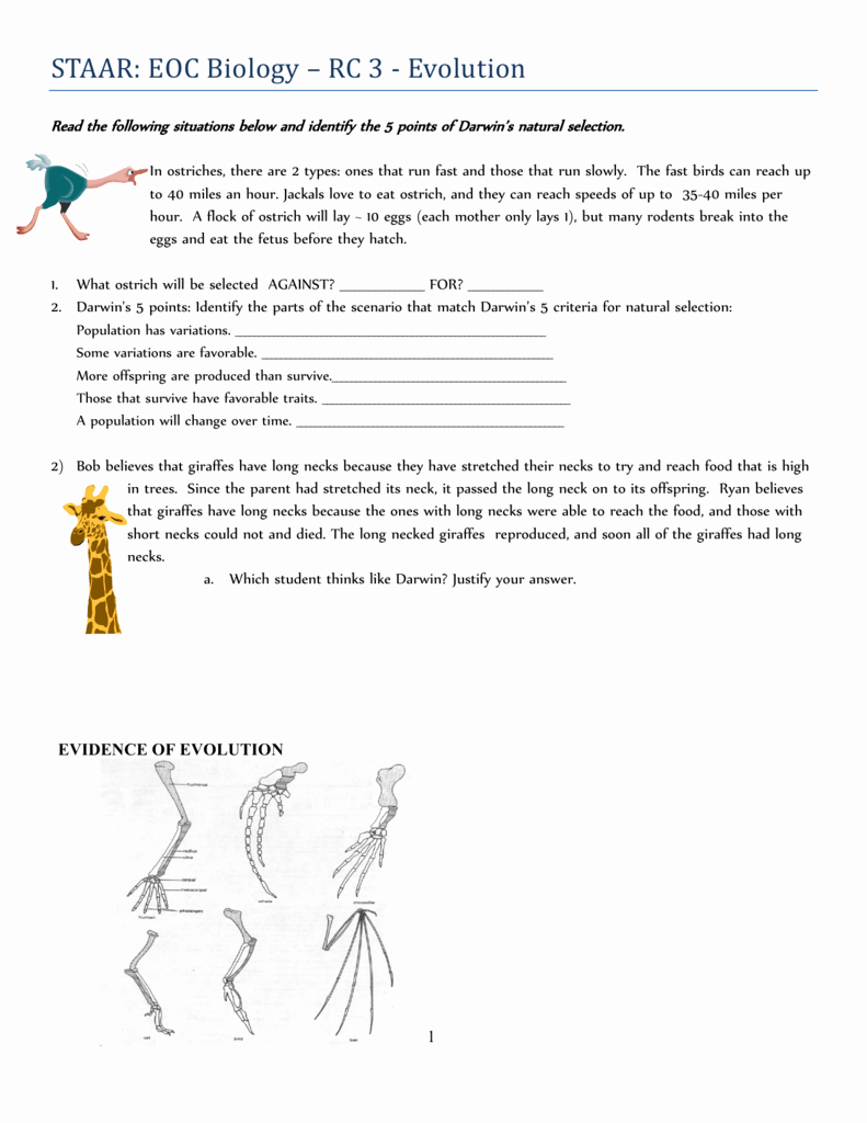 darwin's natural selection worksheet darwin's natural selection worksheet