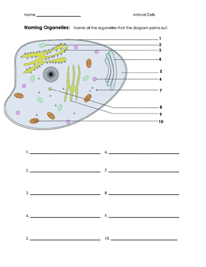 Animal Cells Worksheets Worksheets Library