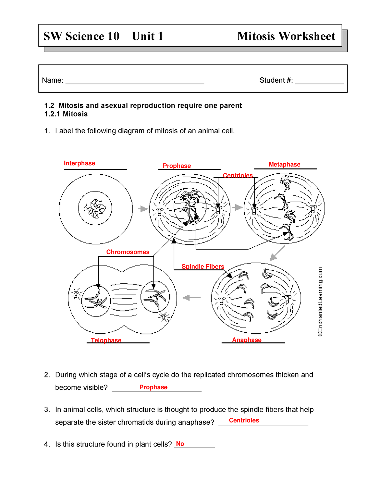 Answer Key Mitosis Worksheet