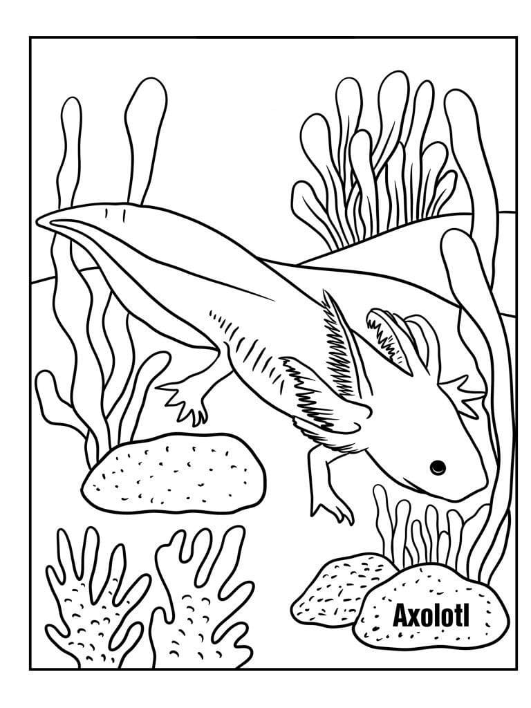 axolotl coloring pages axolotl coloring pages