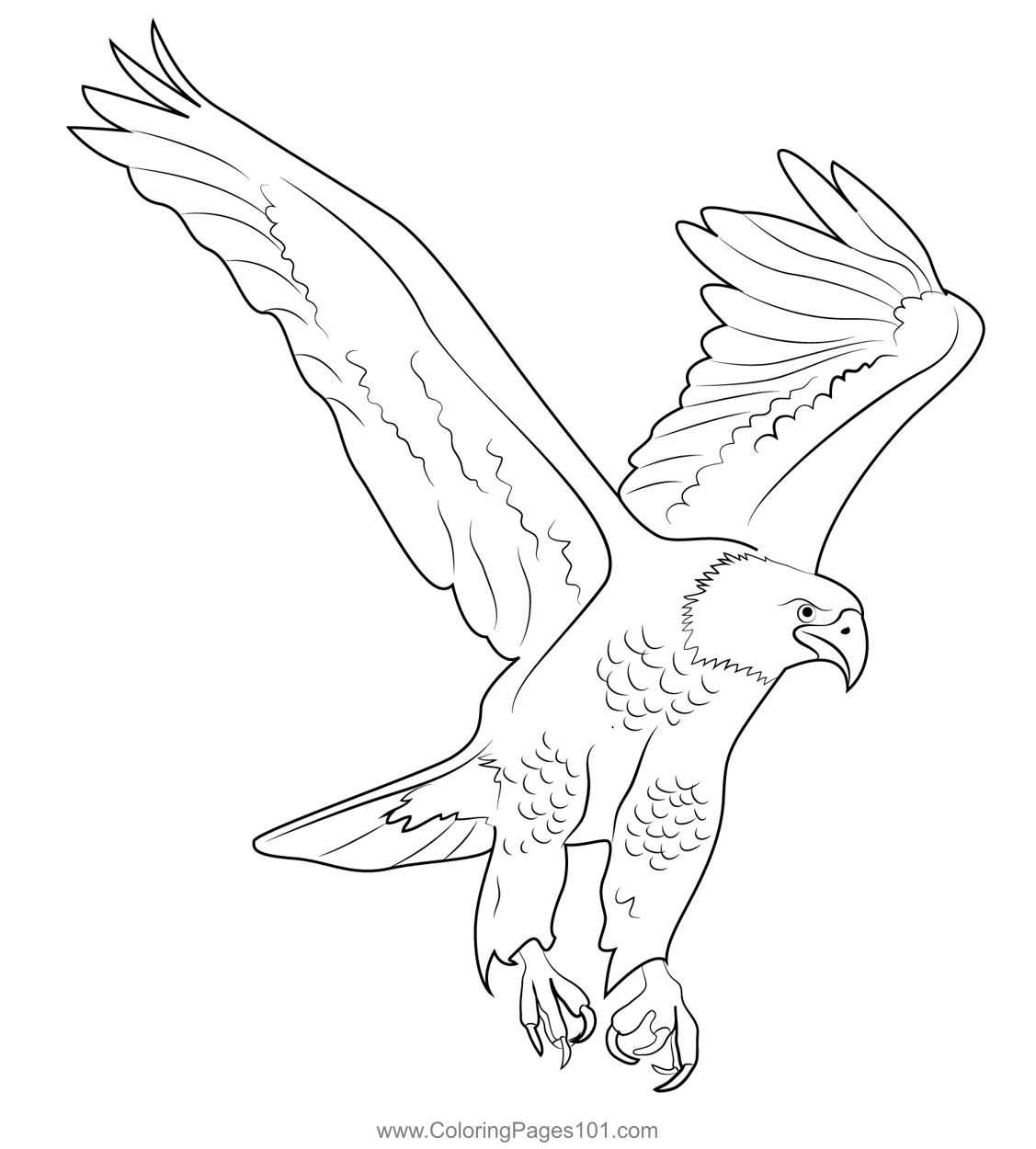 Bald Eagle 1 Coloring Page For Kids Free Hawks And Eagles Printable Bald Eagle 1 Coloring Page For Kids Free Hawks And Eagles Printable
