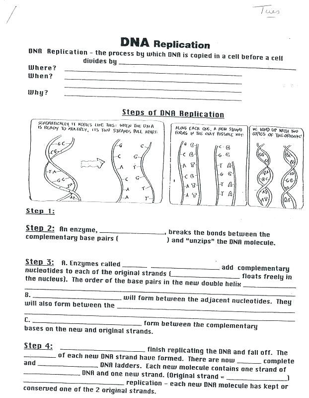 biology transcription and translation worksheet