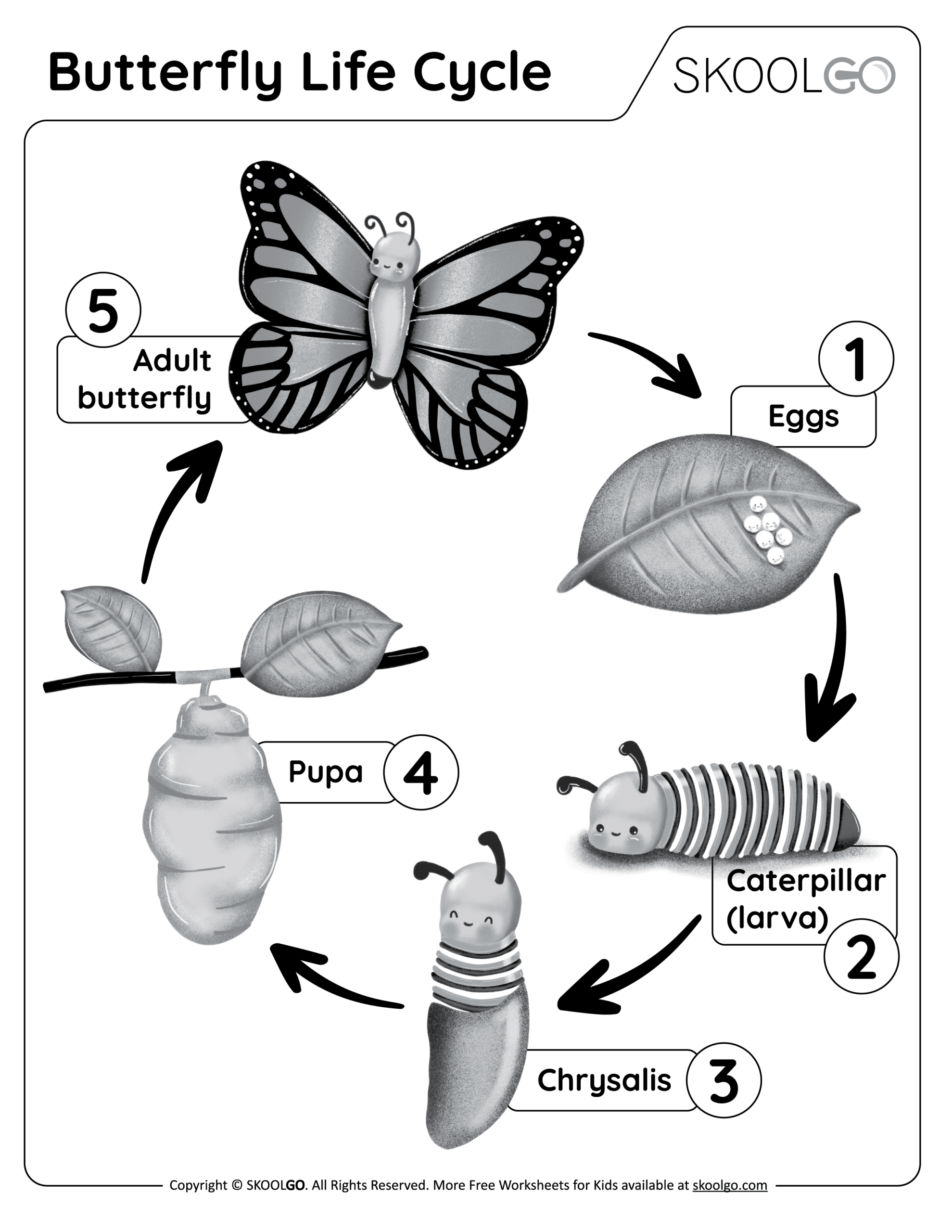 life cycle of a butterfly worksheet