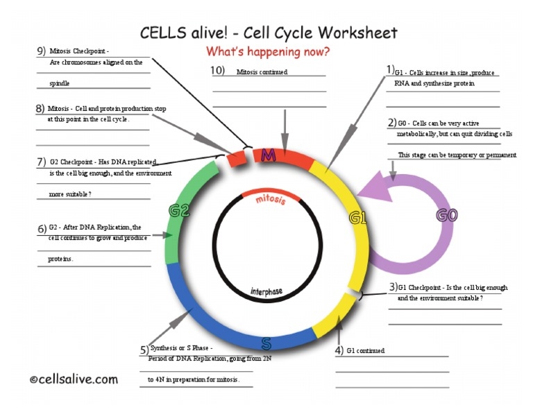 the cell cycle worksheet