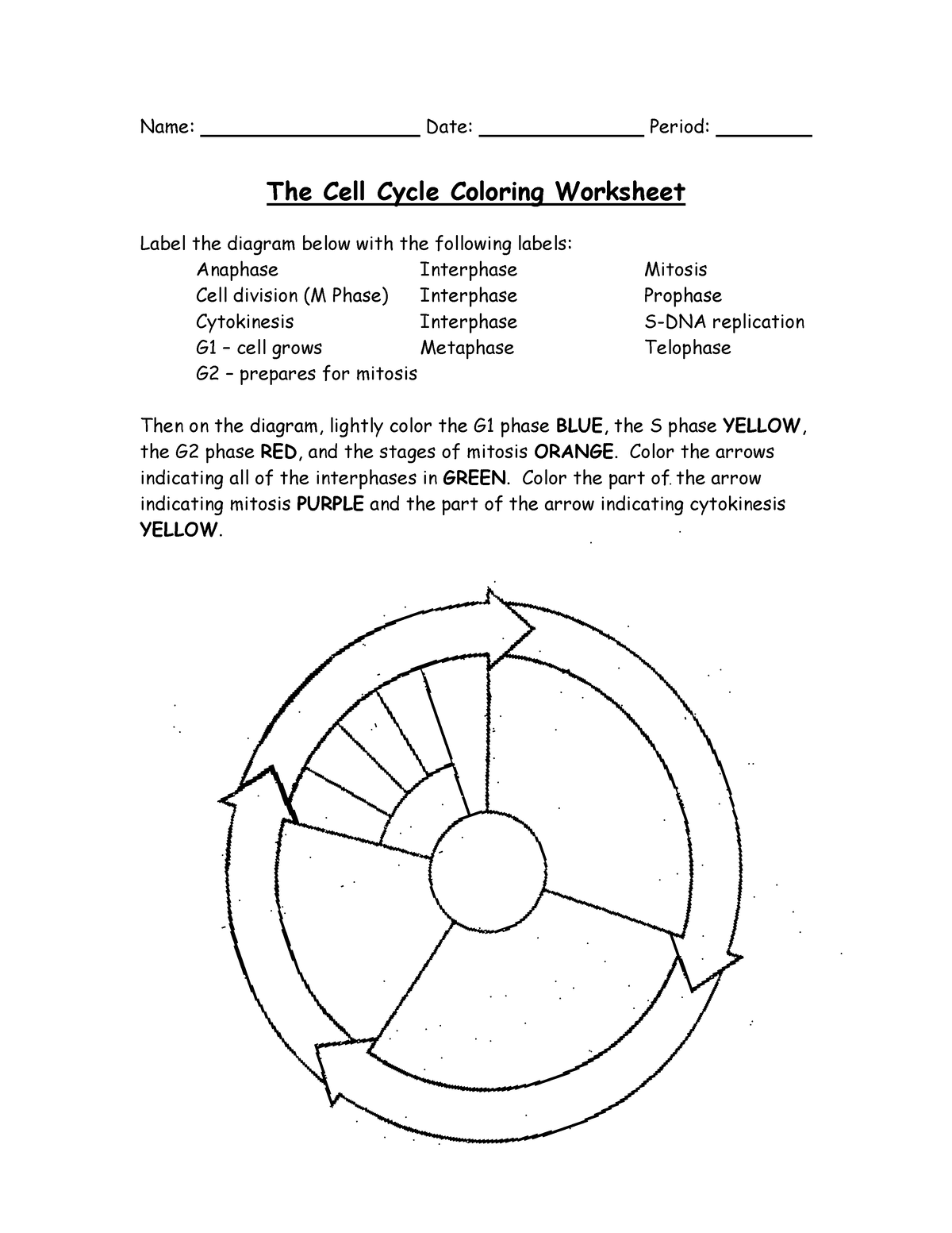 Cell Cycle Coloring Key PDF Mitosis Cell Cycle Worksheets Library
