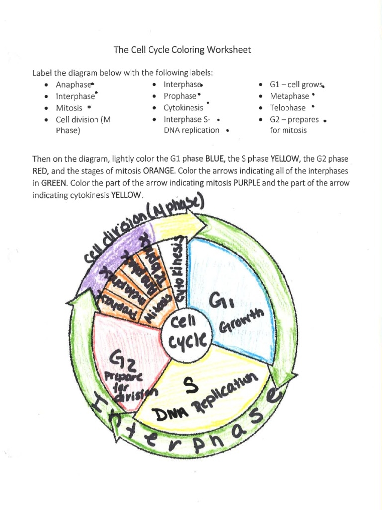 Cell Cycle Coloring Key PDF Worksheets Library