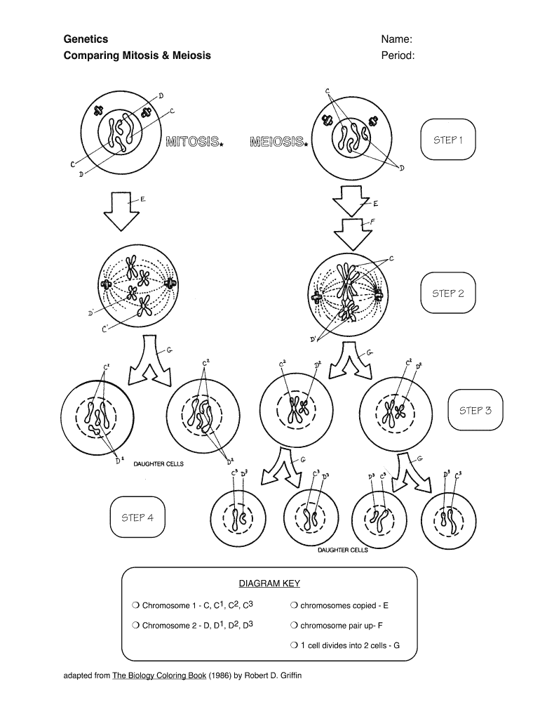 Cell Cycle Diagram Worksheet Cell Cycle Biology Worksheet Cell Cycle Diagram Worksheet Cell Cycle Biology Worksheet
