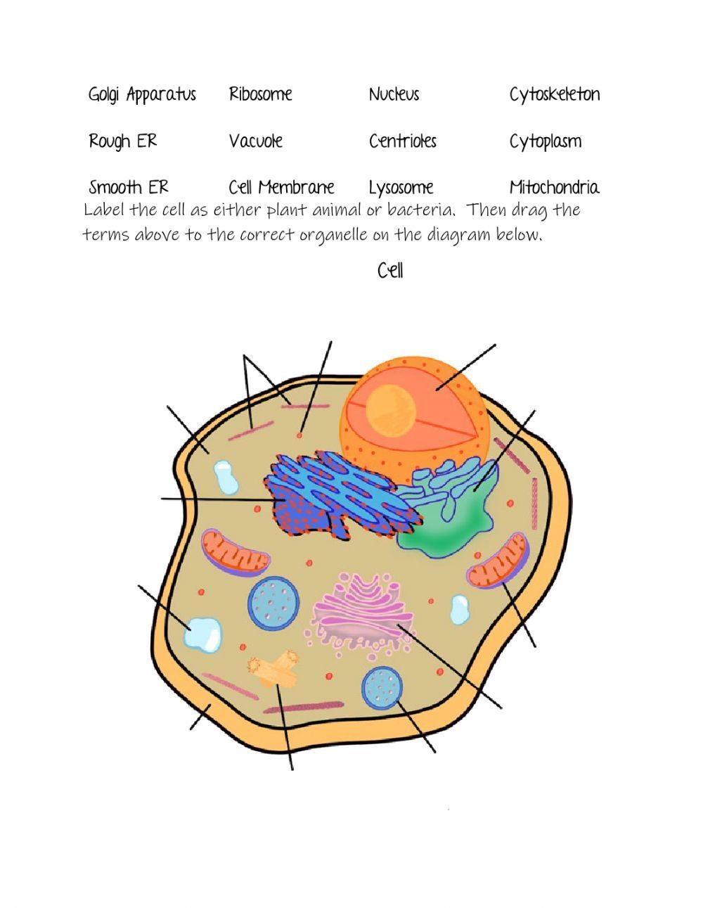 cells and organelles worksheet