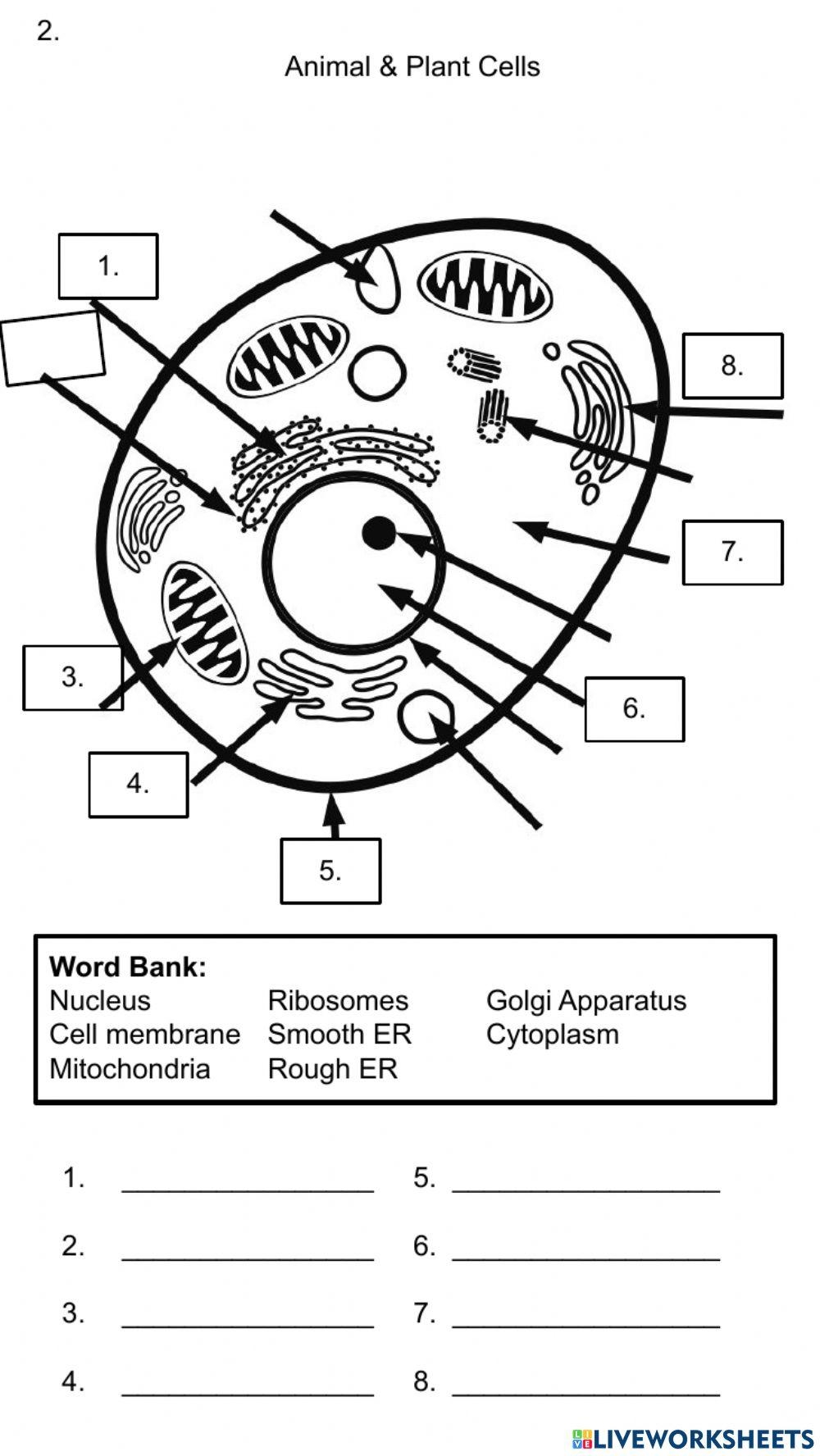 Cell Organelles Worksheet Distance Learning Teaching Resources 