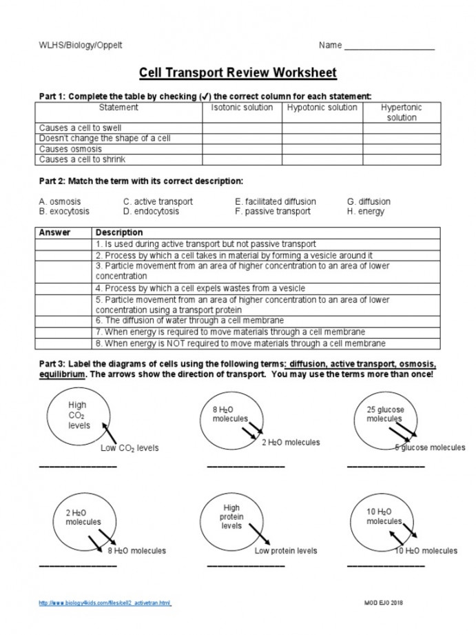 cell transport review worksheet