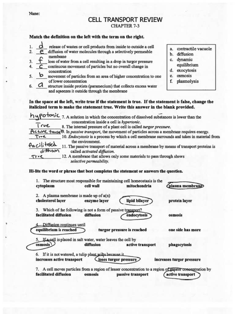 Cell Transport Review Key PDF Worksheets Library