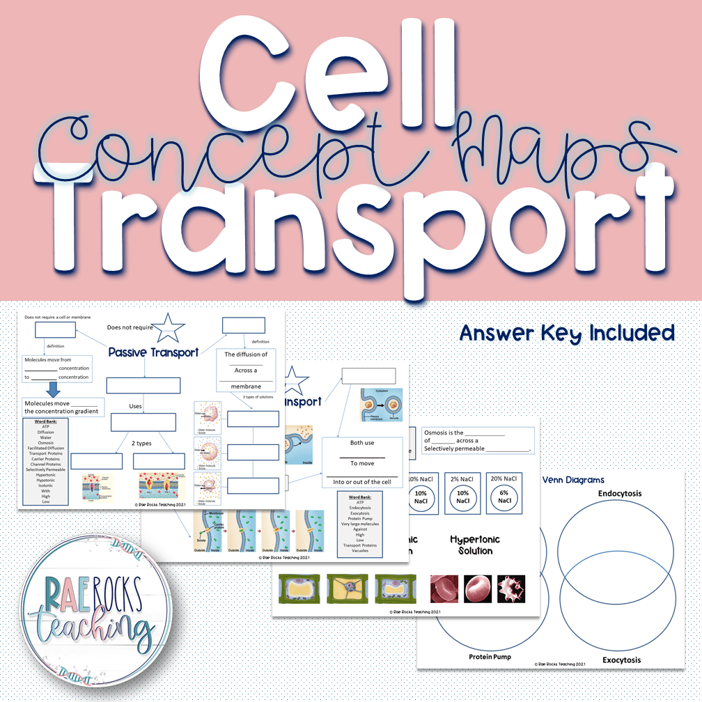 Cell Transport Review Worksheet Rae Rocks Teaching