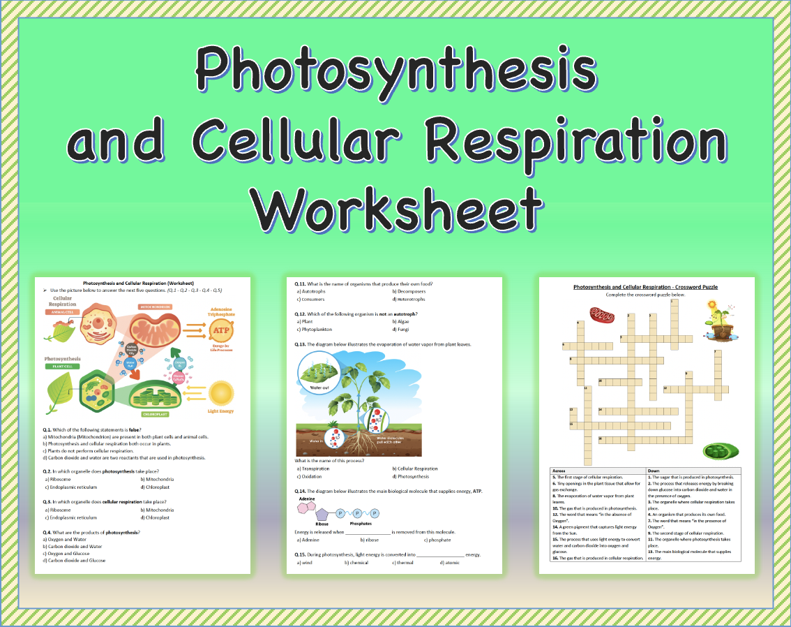 Cellular Respiration And Photosynthesis Worksheet Printable 