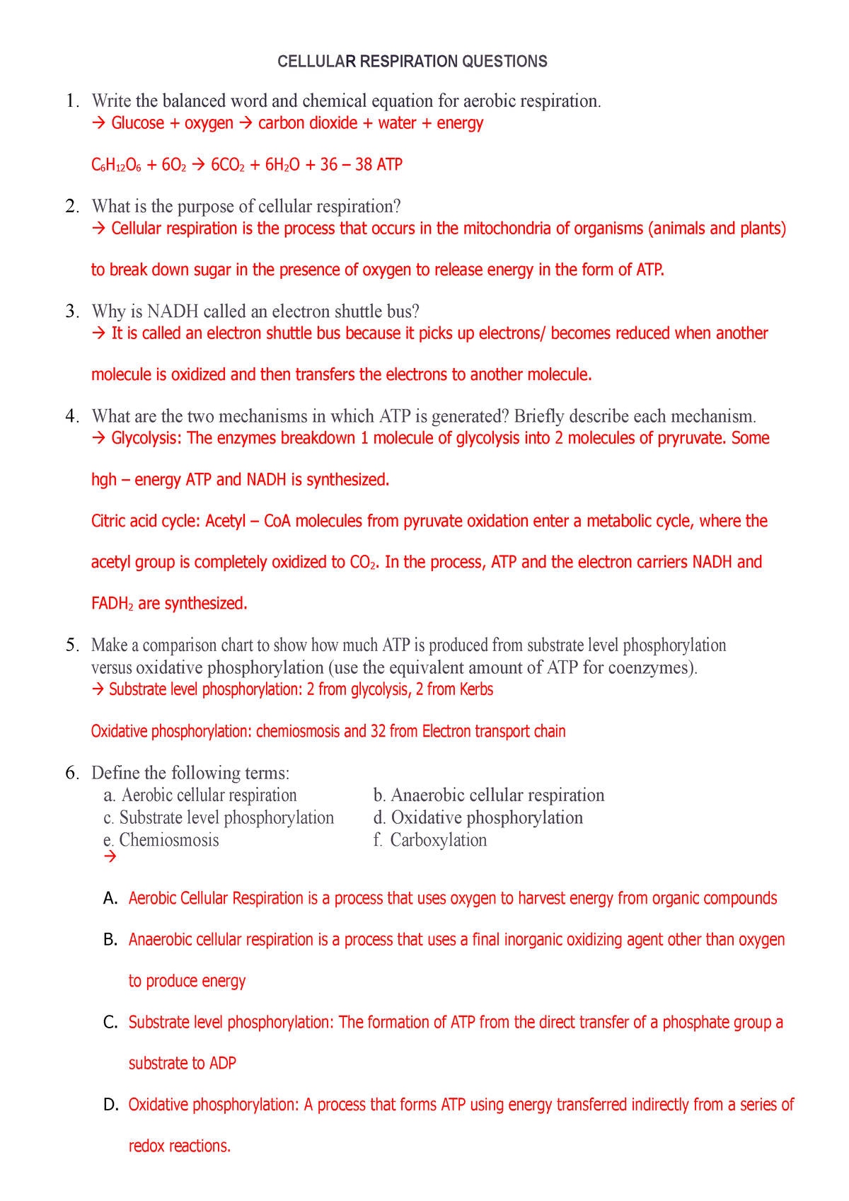 Cellular Respiration Worksheet converted CELLULAR RESPIRATION 