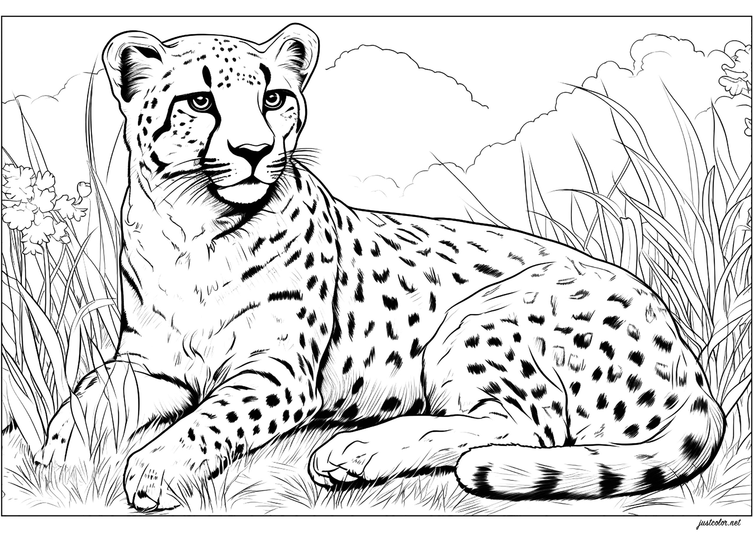 cheetah coloring page
