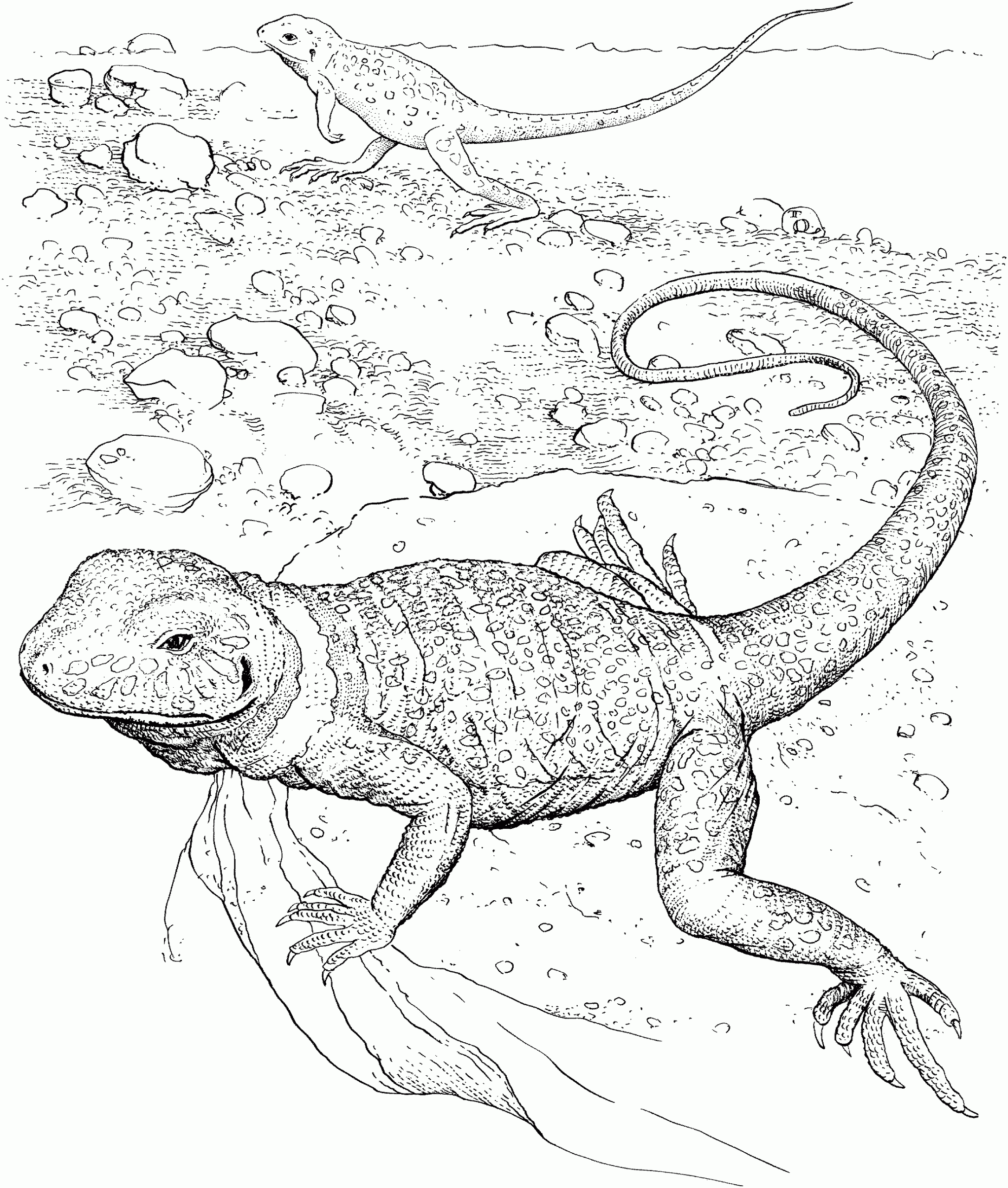 Collection Of Lizard Coloring Pages Free Printable Collection Of Lizard Coloring Pages Free Printable