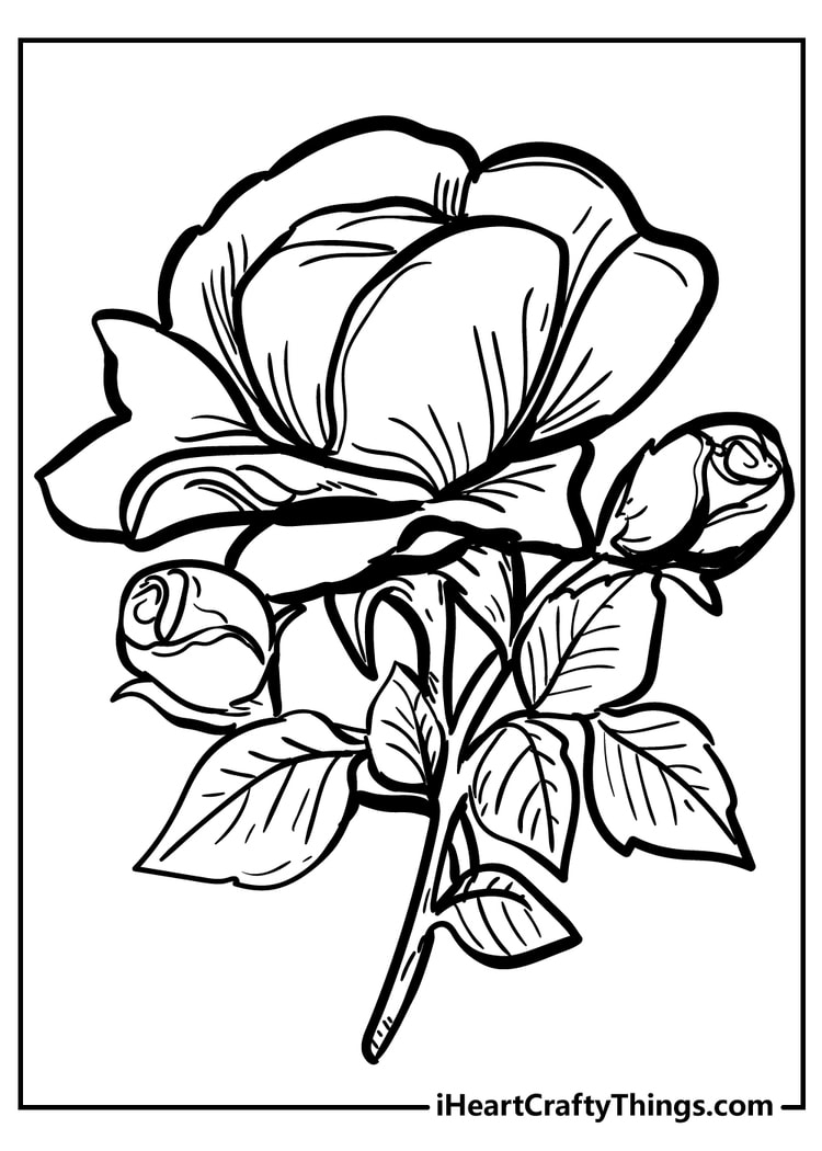 Collection Of Rose Coloring Pages Free Printable