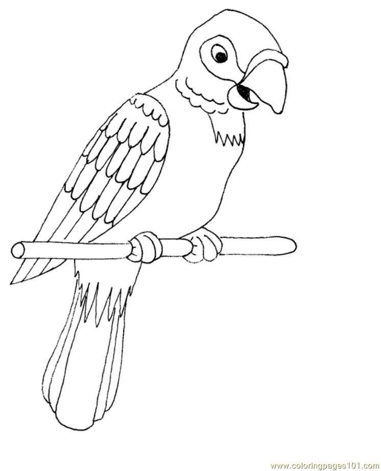 parrot coloring pages parrot coloring pages
