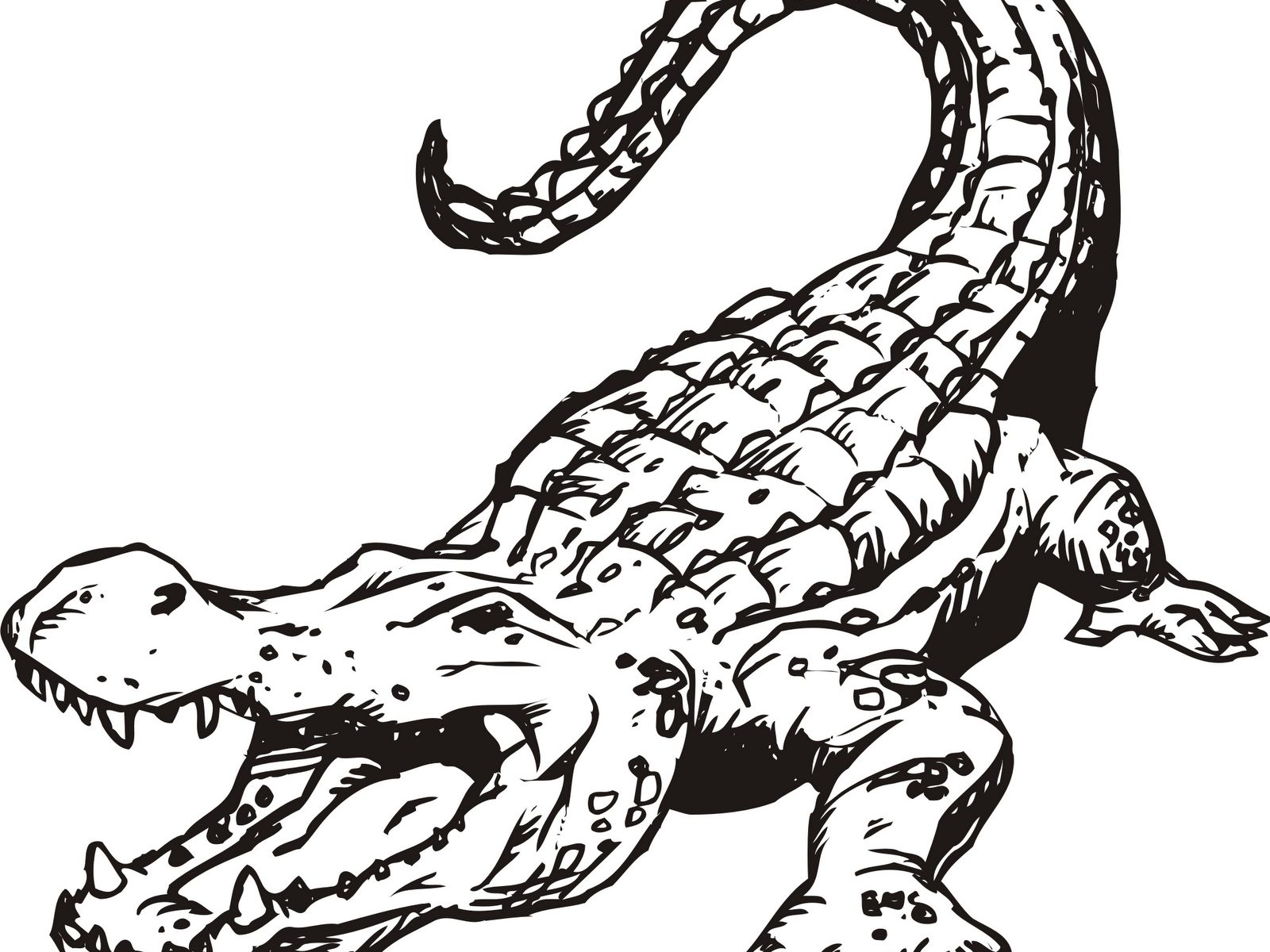 Crocodile Coloring Pages At GetColorings Free Printable Colorings 