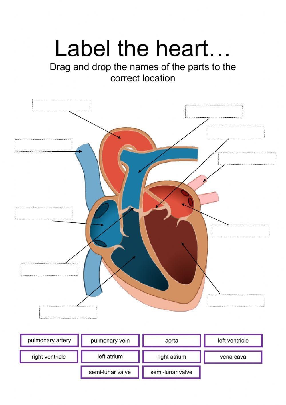 Diagrams Quizzes And Worksheets Of The Heart Kenhub Worksheets Library