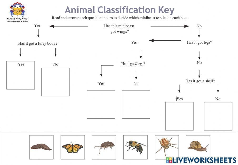 dichotomous key worksheet