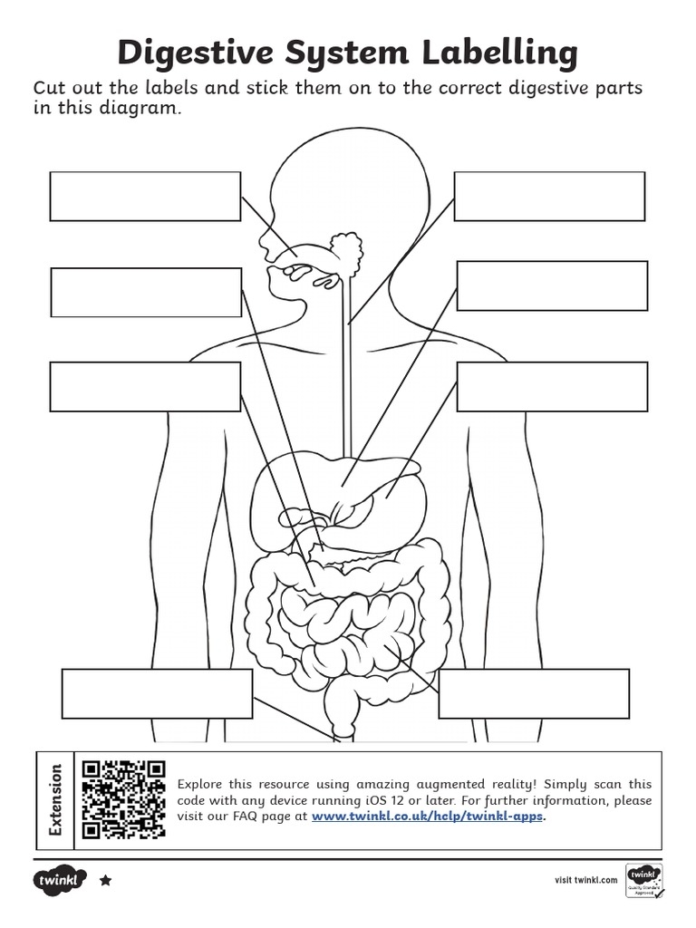 Digestive System Worksheet PDF Worksheets Library Digestive System Worksheet PDF Worksheets Library
