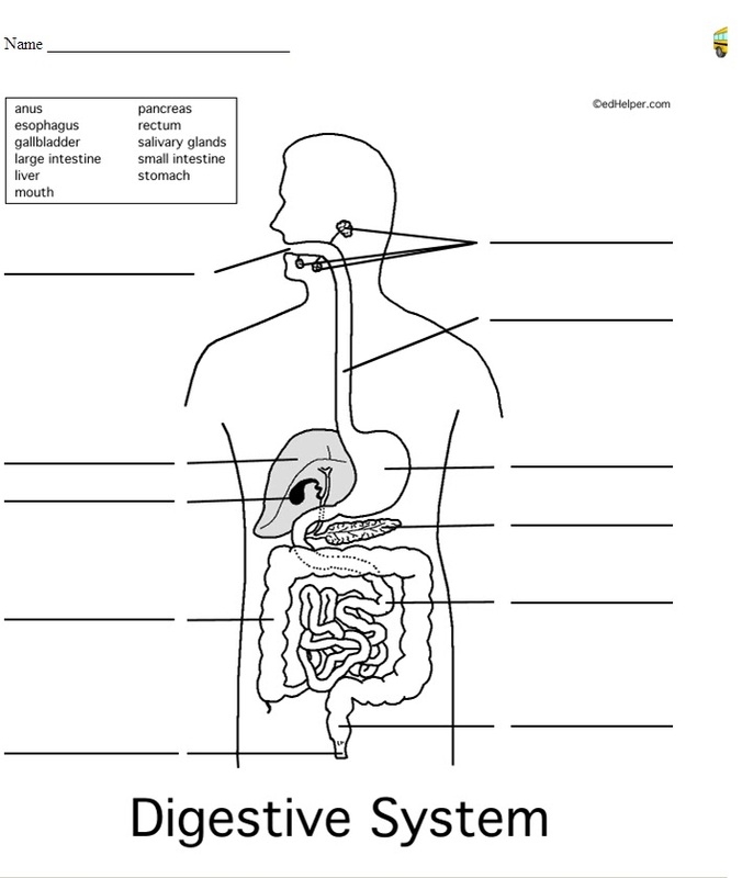 Digestive System Worksheet The Digestive System Digestive System Worksheet The Digestive System