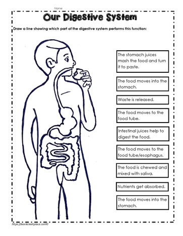 Digestive System Worksheet Worksheets Digestive System Worksheet Worksheets