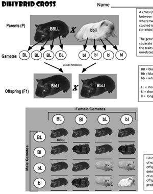 Dihybrid Cross Practice Worksheet With Answer Key Laney Lee Dihybrid Cross Practice Worksheet With Answer Key Laney Lee