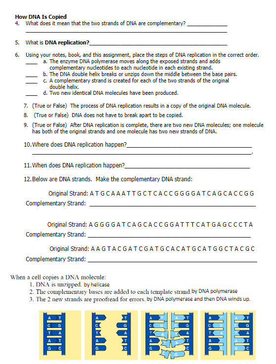 Dna Practice Worksheet Dna Practice Worksheet