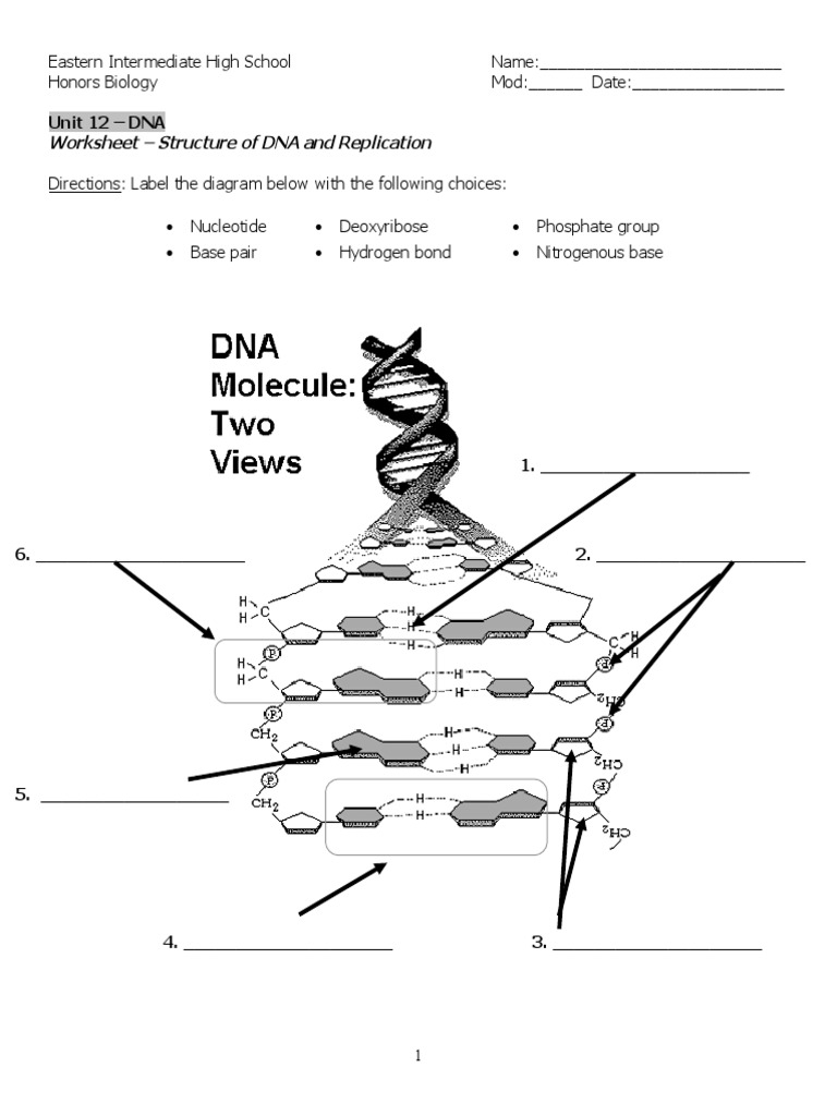 Dna Structure Replication Worksheet Printable For Parents