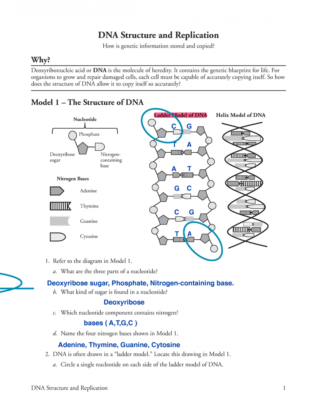 Dna Structure Replication Worksheet Printable For Parents Dna Structure Replication Worksheet Printable For Parents