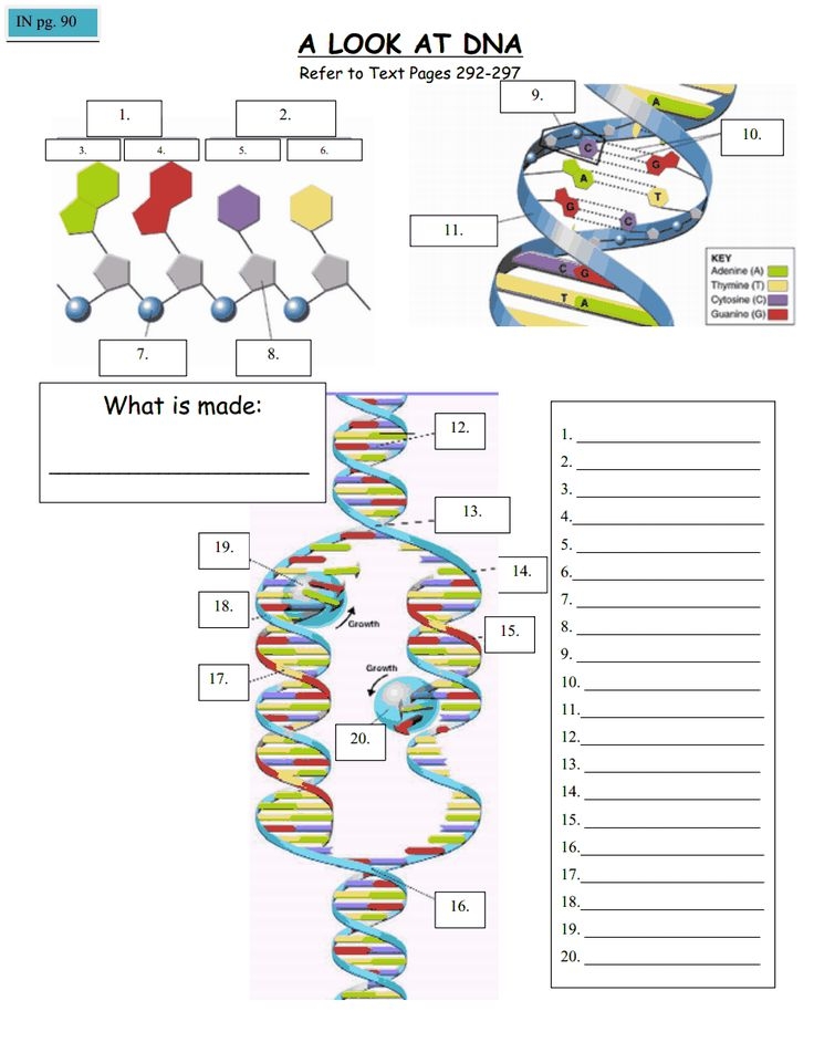 Dna Structure Replication Worksheet Worksheet Activity Sheets