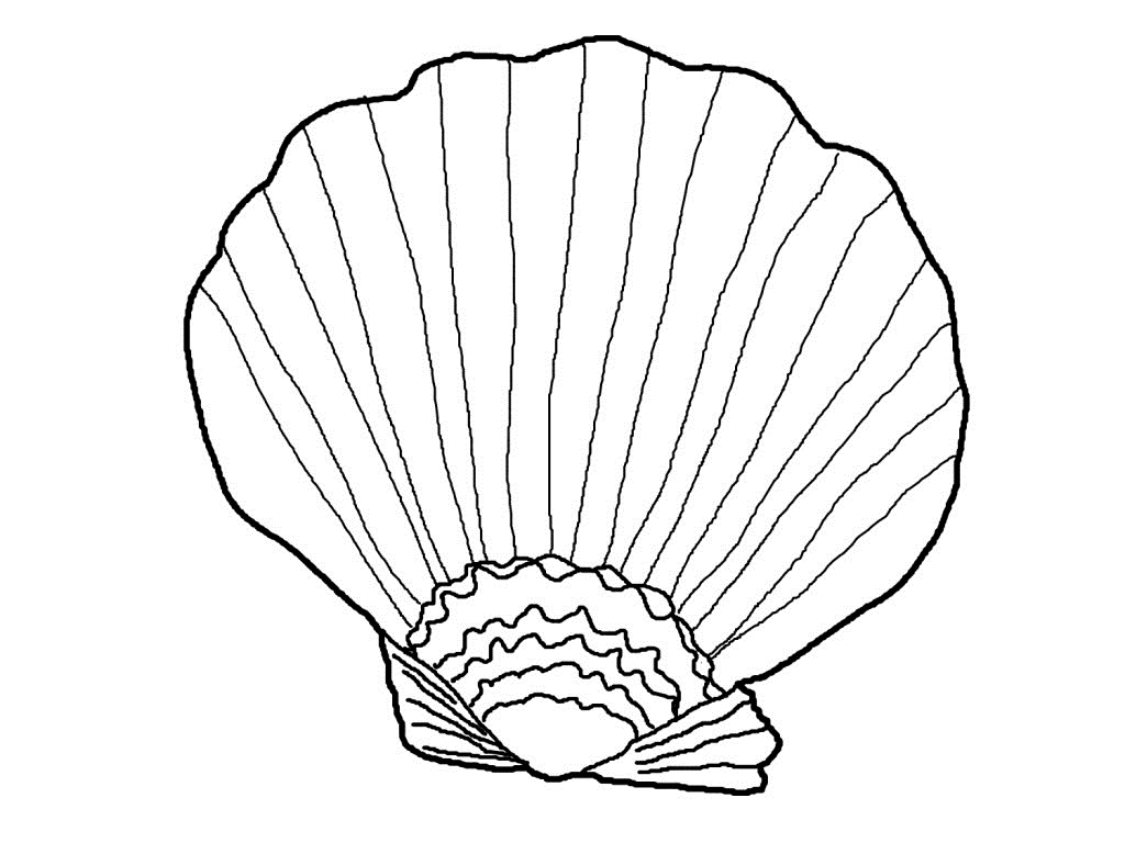 Easy Seashell Coloring Page Coloring Shells Shell Sea Pages Printable 