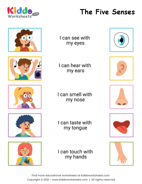 Engaging 5 Senses Worksheets For Preschoolers Fun Learning Activities