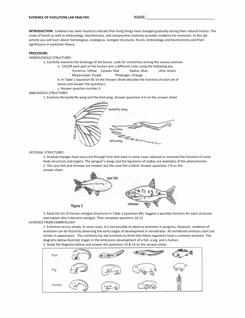 Evidence Of Evolution Worksheet New Worksheets Evidence Evolution 