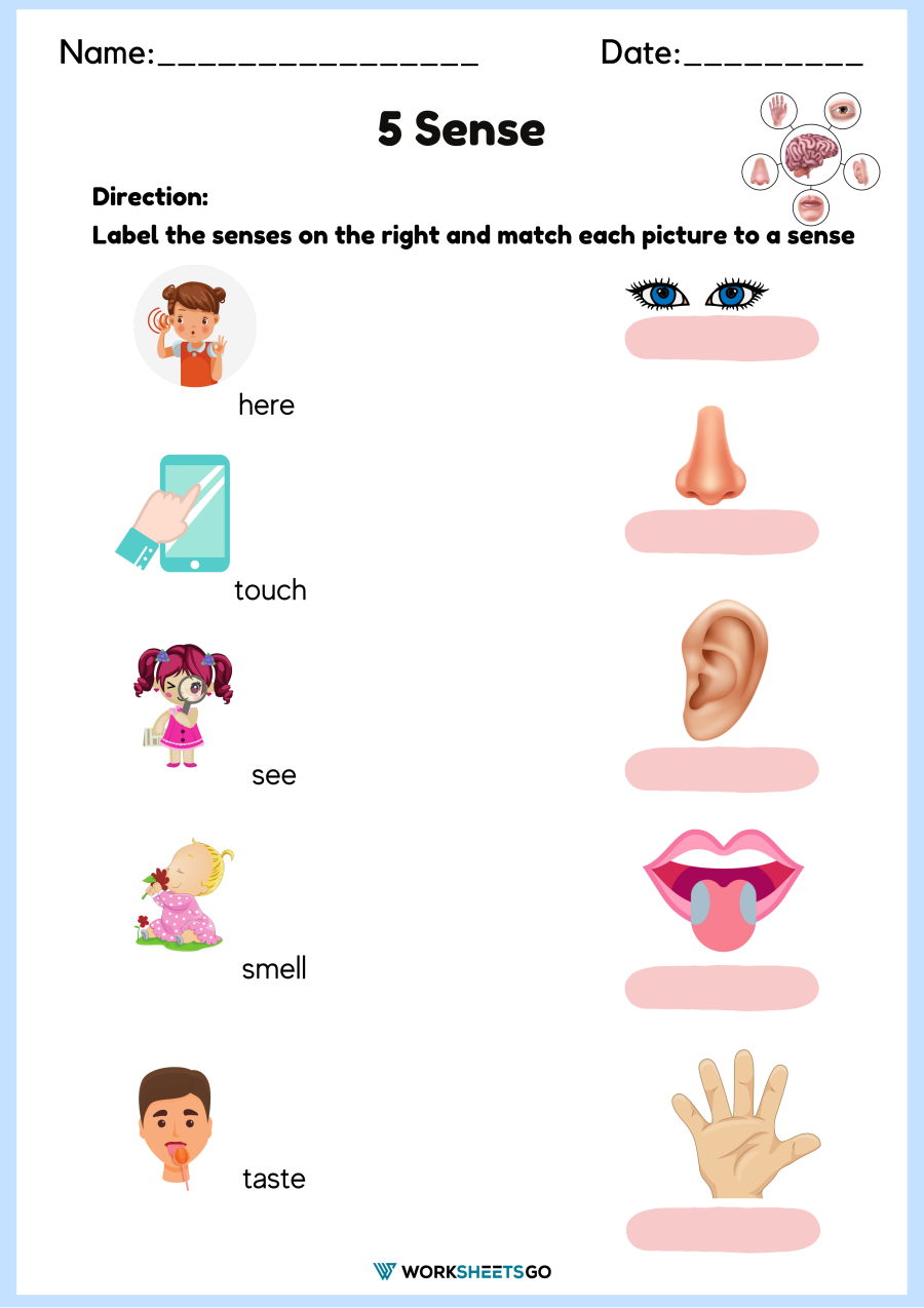Five Senses Worksheets Preschool Five Senses Worksheets Preschool