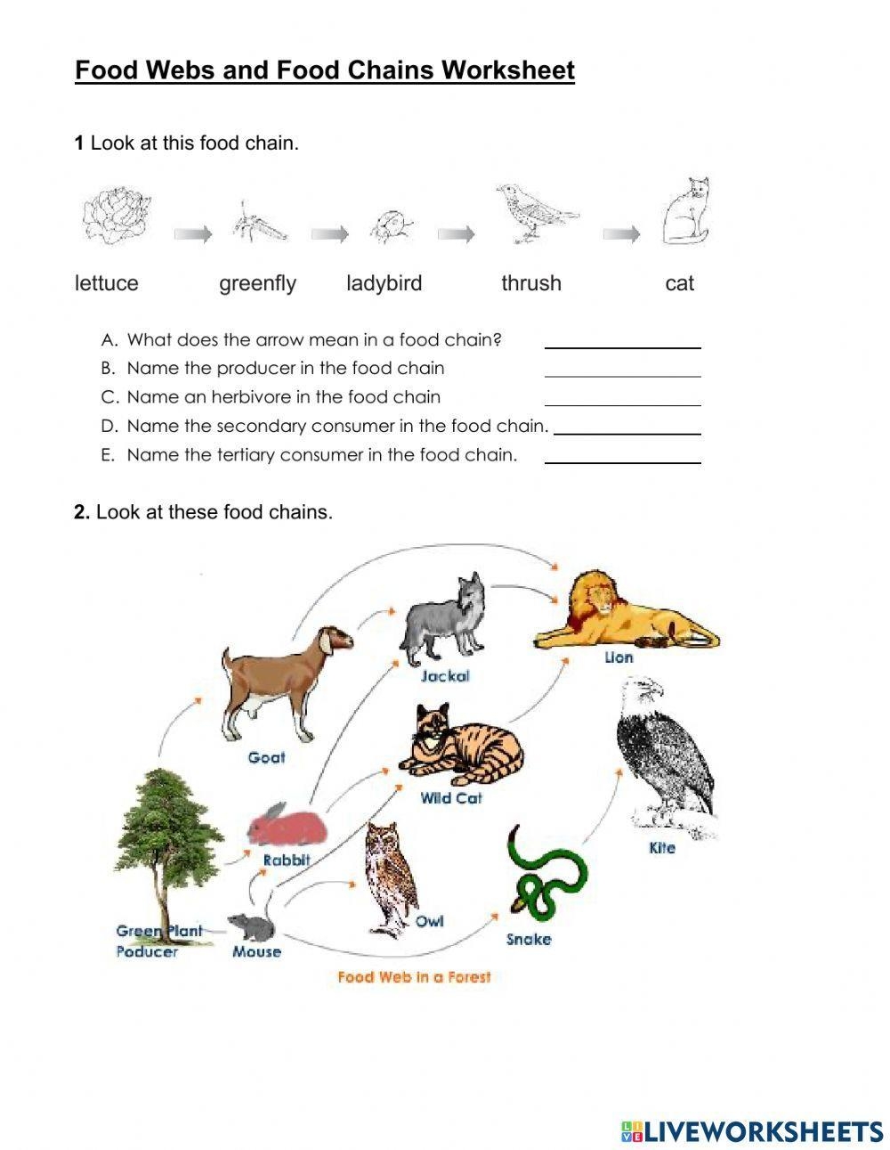 Food Chain And Food Web Interactive Worksheet Worksheets Library
