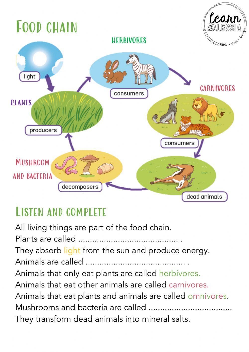 Food Chain Interactive Worksheet Worksheets Library