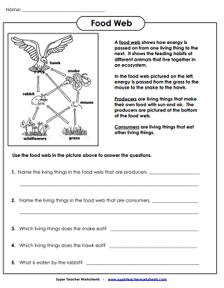 Food Chain Worksheets Worksheets Library