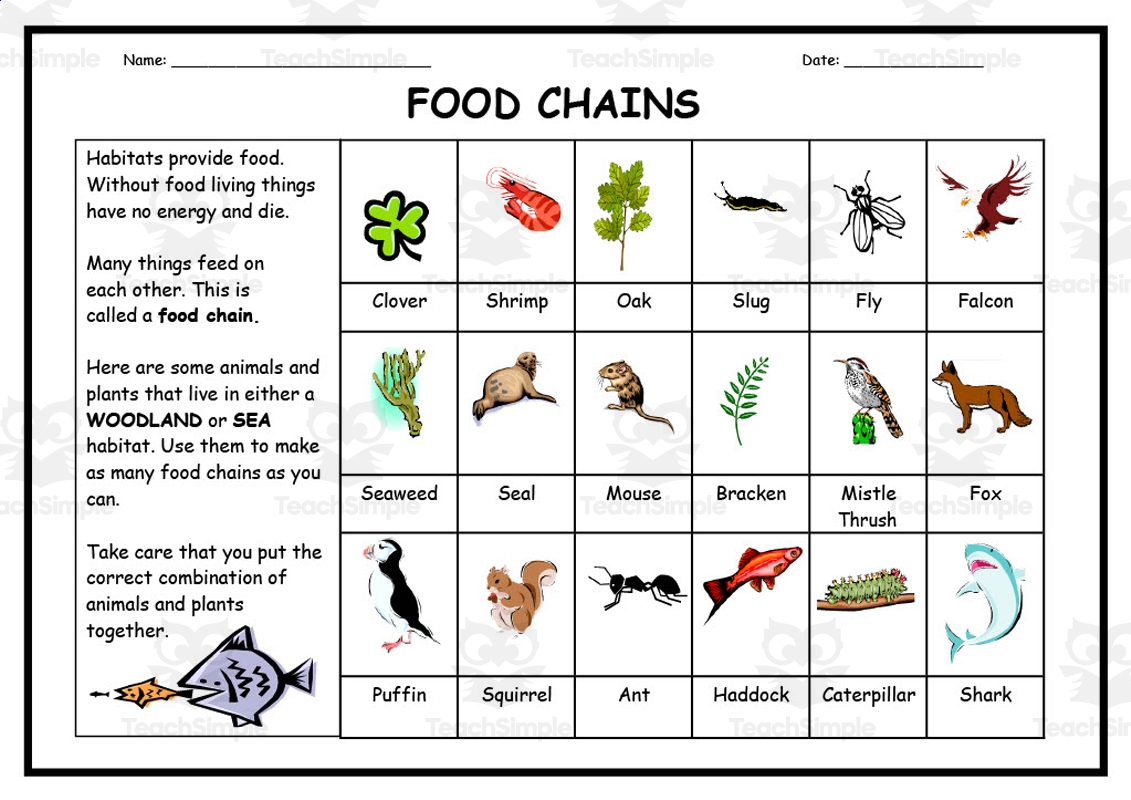 Food Chain Worksheets Worksheets Library