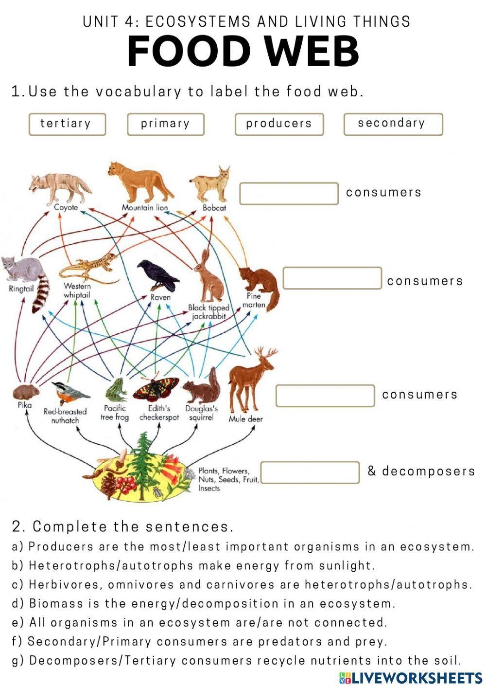 food web worksheet
